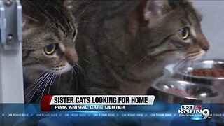 Sister cats adopted separately, reunited at Pima Animal Care Center