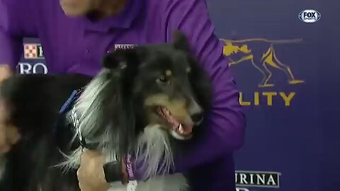 Pink the Border Collie Dominates: Back-to-Back Triumphs WKC Masters Agility!🙌🙌