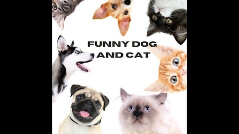 Funny cats 😹 - Don't stop laughing 🤣 - Cats in funny situations,dancing cat