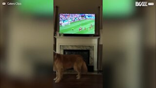 Cane impazzisce di gioia al gol dell'Inghilterra