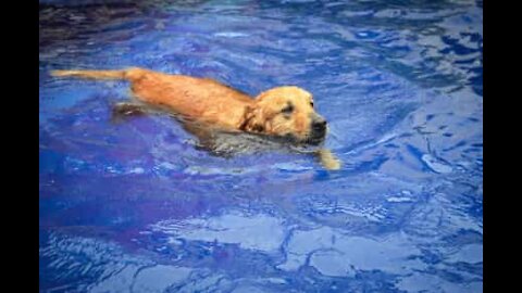 Cadela relaxa na piscina como um humano