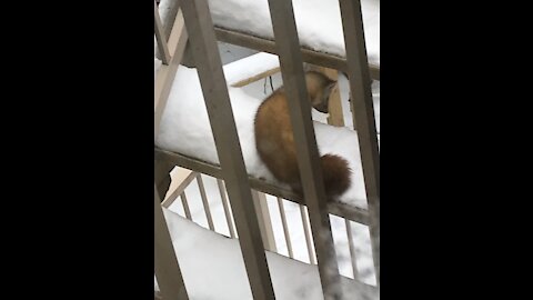 Pine Marten on our deck!