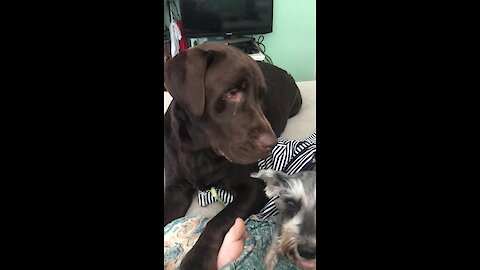 Labrador points out who his best friend is