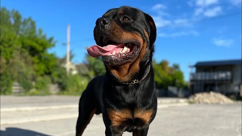 Rottweilers Love Doing This