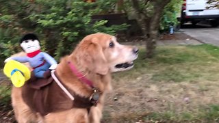 Golden Retriever models her rodeo Halloween costume