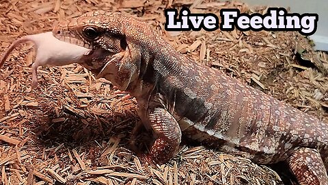 Argentina Red Tegu Live Feeding Documentary