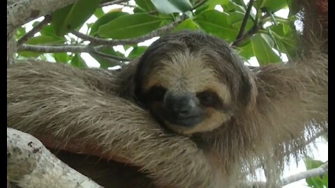 My Cute Friend The Sloth