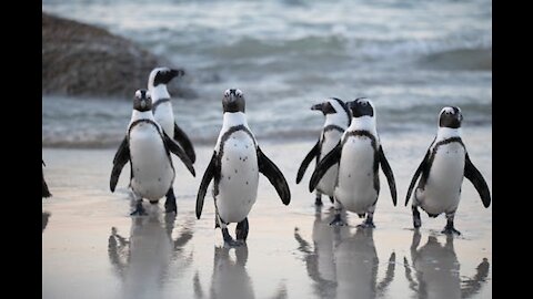 Nature's Showcase Of Penguin Families - Fish-loving Creatures Up On Their Legs Like Humans