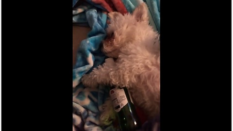 Passed out puppy cuddles beer bottle from night before