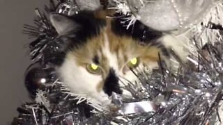 Ce chat se repose au sommet du sapin de Noël