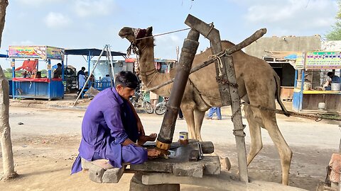 Centuries Old Method Of Extracting Mustard Oil With The Help Of Camel