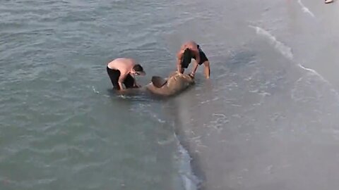 Huge goliath grouper caught at fishing pier