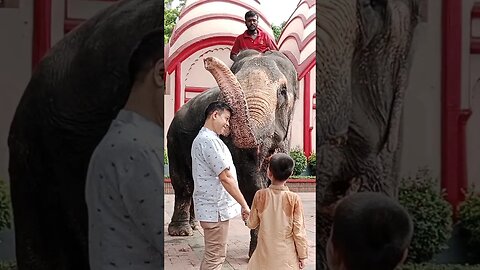 Live Elephant #elephant #animal #animallove #elephantlove #Dhakeshwari #reels