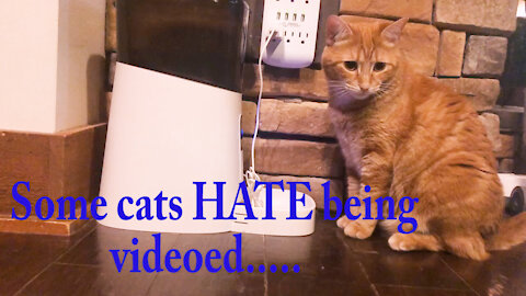 Does YOUR cat hate being videoed?
