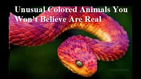 Unusual Colored Animals You Won't Believe are Real