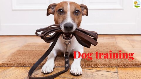 How to choose a collar for your dog [is e collar training effective]