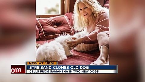 Barbra Streisand cloned her dog