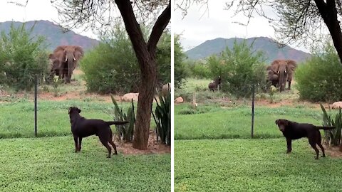 Labrador Bewildered By New Elephant Neighbors