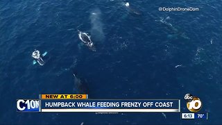 Humpback whale feeding frenzy off coast