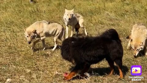 Tibetan Mastiff Vs Wolf Feeding Tibetan Mastiff And Wolves