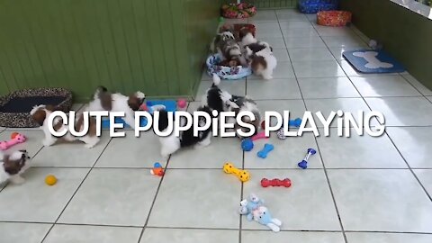 Watch These Puppies Go Crazy and Playing with Toys, REALLY FUNNY & CUTE!