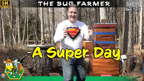 It's a Super Day! Supering the hives to prevent early swarms. #8K #beekeeping #bees #beekeeping
