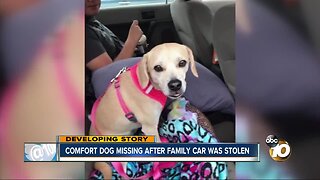 Comfort dog missing after family car was stolen