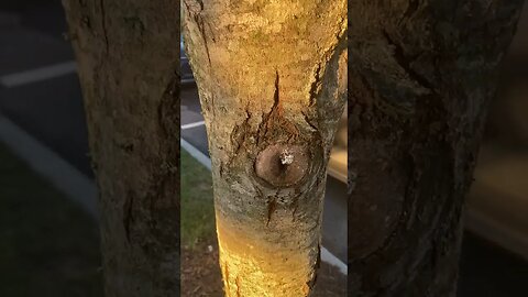 Ants Tree Hole
