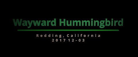 Lucky Find - Wayward Hummingbird