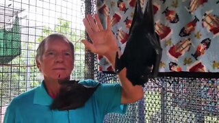 Cameraman Attacked By Bat! - Meet Jackie, A Little Red Flying Fox - Hazards of Working With Bats