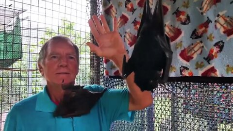 Cameraman Attacked By Bat! - Meet Jackie, A Little Red Flying Fox - Hazards of Working With Bats