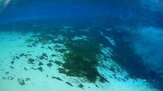 Florida Snorkeling Adventure