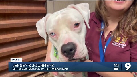 Jersey's Journeys: Dogs and Cats up for adoption
