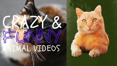 Cute cat videos 😹😹 funny videos 😂😂