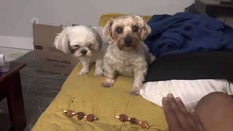 1 minute of my dogs (shih tzu & yorkie) patiently waiting for a treat