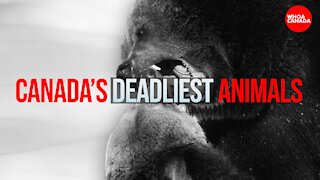 Canada's 7 Deadliest Animals