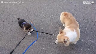 Un chiot embête son grand frère