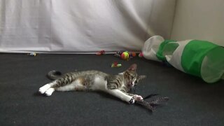 Kitten Loves Playing with the Feather Toy