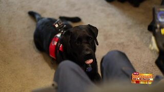 Celebrating Service Dogs and Keeping Them Healthy