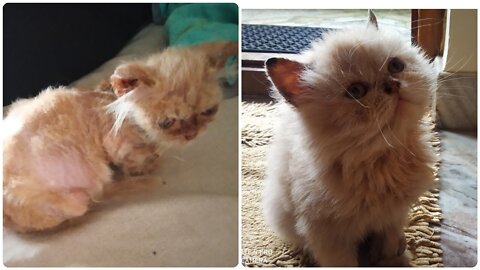 Persian Cats Amazing and unbelievable transformation. #persiancat #rehabkitchen