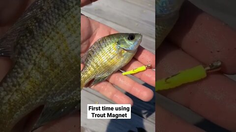 Trout magnet might be the best panfish bait there is! #fish #fishing #lure #bait