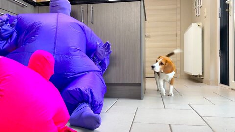 DOGS vs GHOSTFACE Scream PRANK : Funny Beagle FUNNY CATS 2022