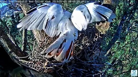 Taking Turns Building the Nest 🌲 03/05/23 07:55