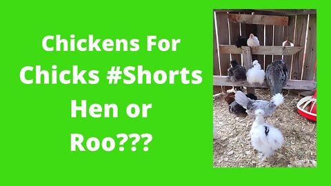 Nap Time, Let's Play Hen Or Rooster #Shorts
