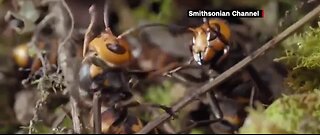 Entomologists say threat of giant hornets is low