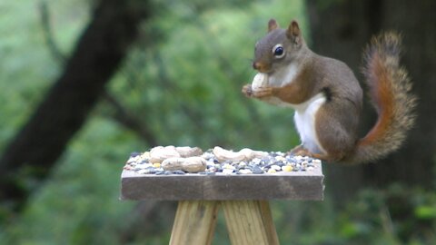 Miniature Picnic Table Wildlife Feeding