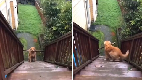 Dog bites wood stick without any reason