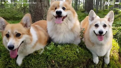 Cão nasce com dois narizes e cego de um olho