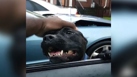 Adorable Dog Jumps Into Stranger's Car For Food