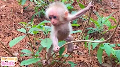Baby Monkey Playfully